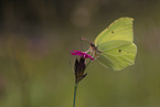 Brimstone Butterfly