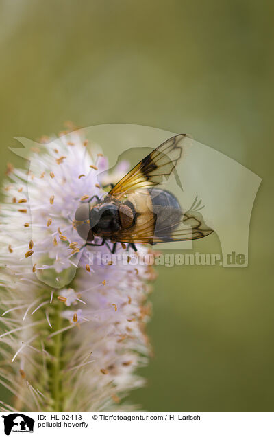 Gemeine Waldschwebfliege / pellucid hoverfly / HL-02413