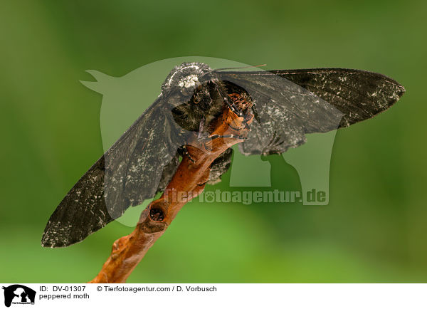 Birkenspanner / peppered moth / DV-01307