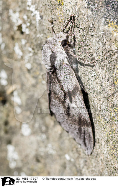 Kiefernschwrmer / pine hawkmoth / MBS-17397