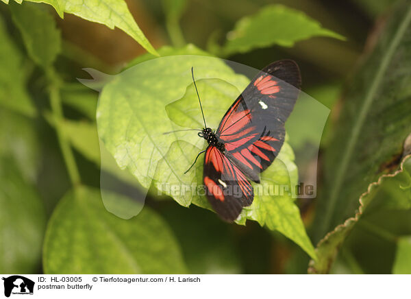 postman butterfly / HL-03005
