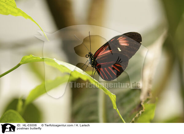 Postbote / postman butterfly / HL-03006
