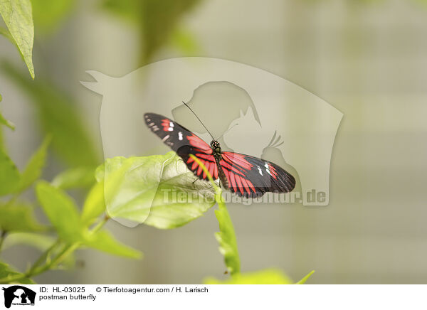 Postbote / postman butterfly / HL-03025