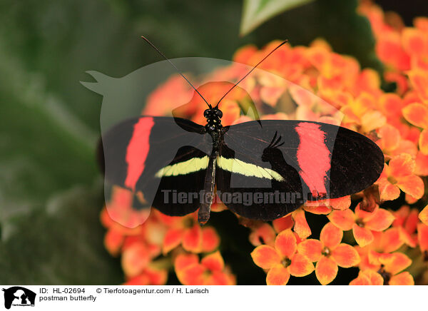 Kleiner Postbote / postman butterfly / HL-02694