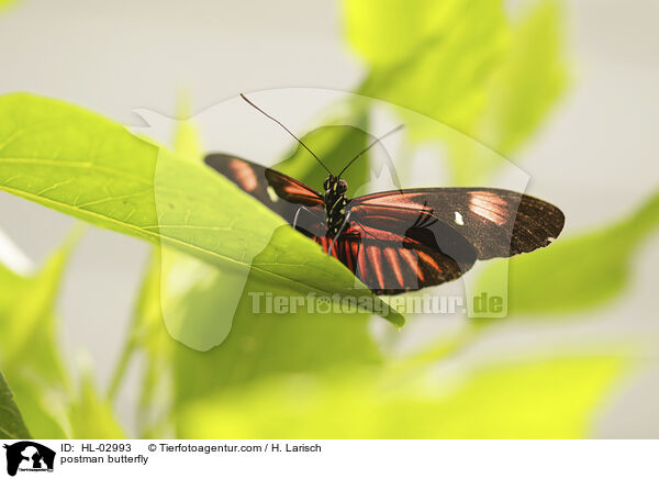 Postbote / postman butterfly / HL-02993