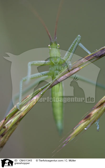 Groe Sgeschrecke / grasshopper / CM-01345