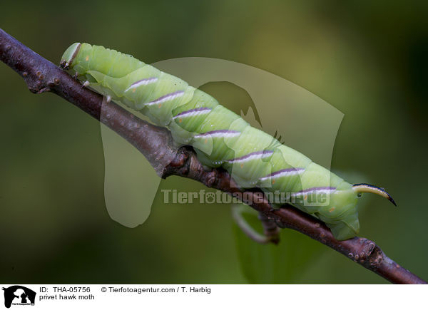 privet hawk moth / THA-05756