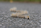 processionary moth loopers