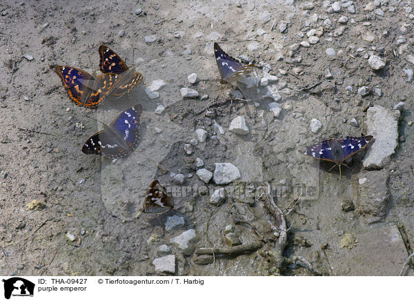 Groer Schillerfalter / purple emperor / THA-09427