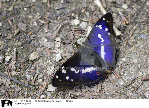 Groer Schillerfalter / purple emporer / THA-11350