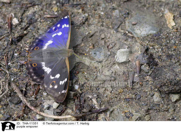 Groer Schillerfalter / purple emporer / THA-11351