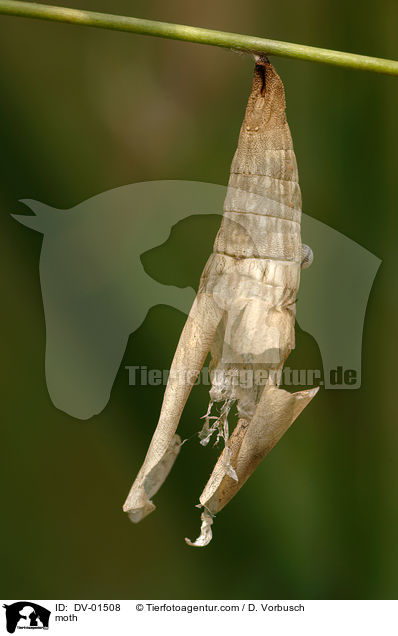 leere Hlle eines Bambusfalter / moth / DV-01508