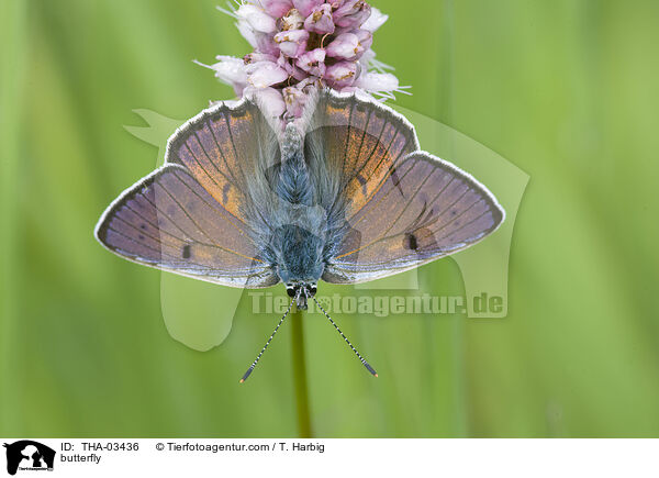 Violetter Feuerfalter / butterfly / THA-03436