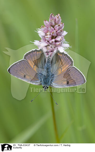 Violetter Feuerfalter / butterfly / THA-03437