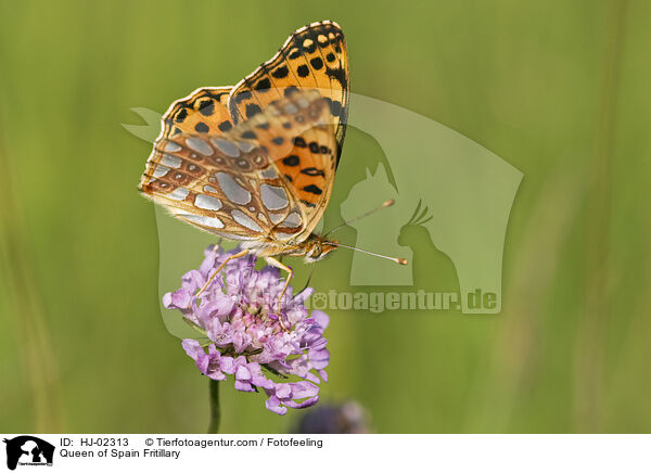 Queen of Spain Fritillary / HJ-02313