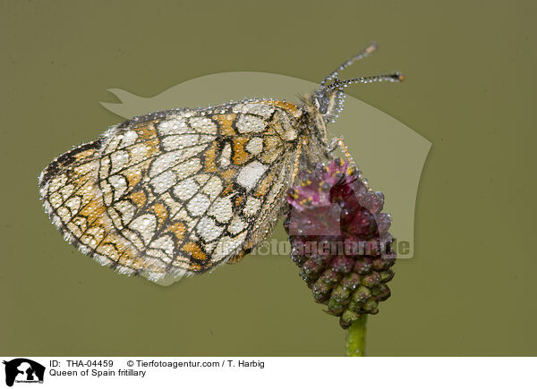 Kleiner Perlmutterfalter / Queen of Spain fritillary / THA-04459