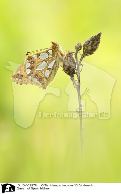 Queen of Spain fritillary / DV-02978
