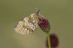 Queen of Spain fritillary