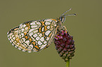 Queen of Spain fritillary