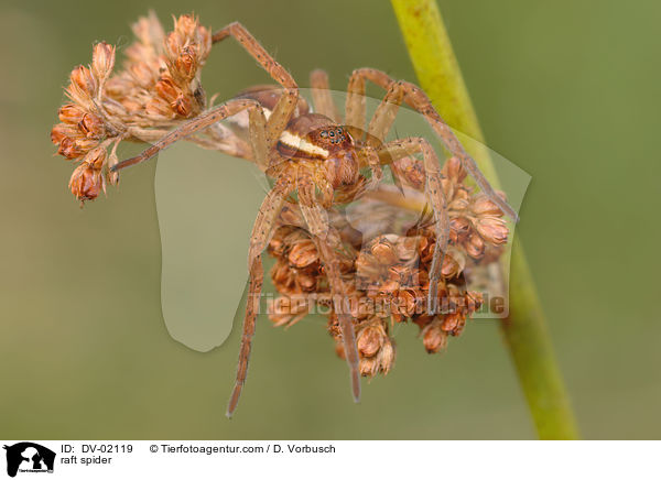 Gerandete Jagdspinne / raft spider / DV-02119