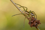 raft spider