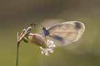 Reals wood white