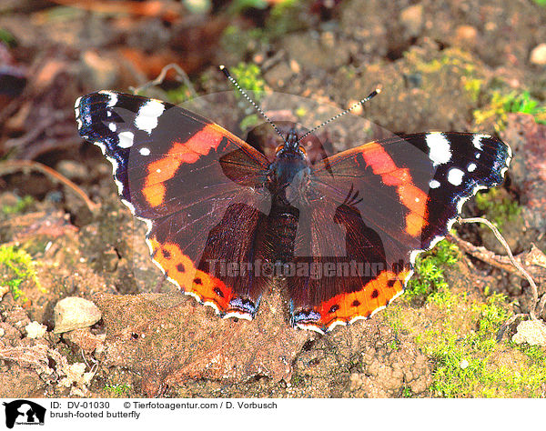 brush-footed butterfly / DV-01030