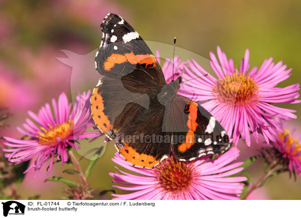 Admiral / brush-footed butterfly / FL-01744
