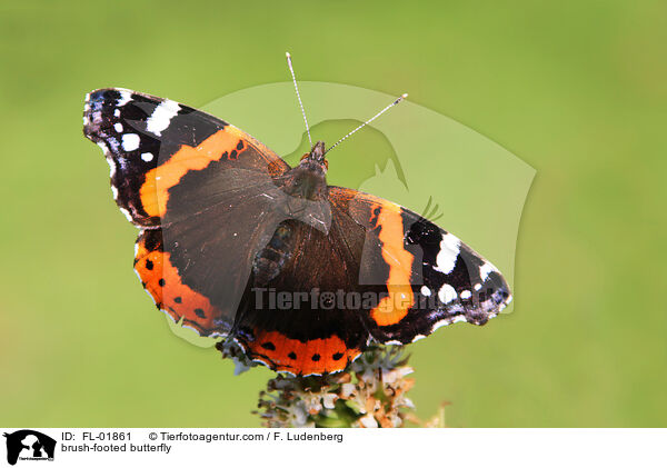 Admiral / brush-footed butterfly / FL-01861