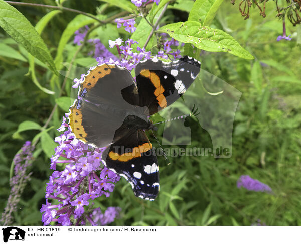 red admiral / HB-01819