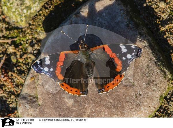 Admiral / Red Admiral / FH-01186