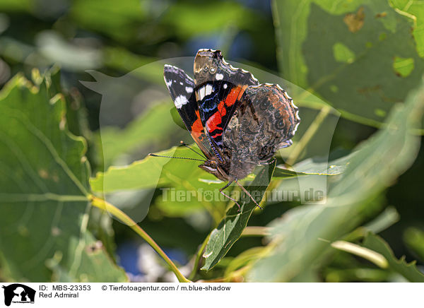 Admiral / Red Admiral / MBS-23353