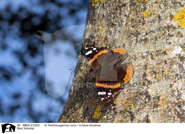 Admiral / Red Admiral / MBS-23362