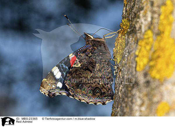 Admiral / Red Admiral / MBS-23365