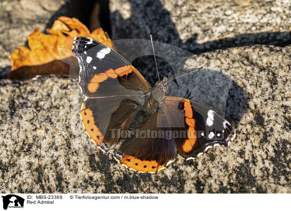 Admiral / Red Admiral / MBS-23369
