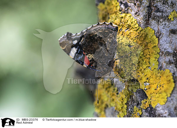 Admiral / Red Admiral / MBS-23376