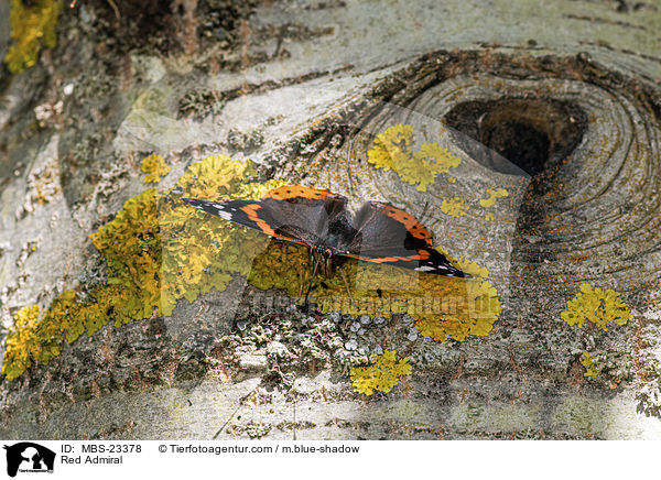 Admiral / Red Admiral / MBS-23378