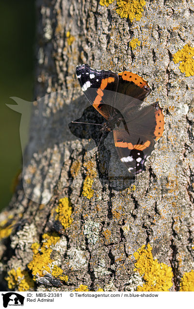 Admiral / Red Admiral / MBS-23381