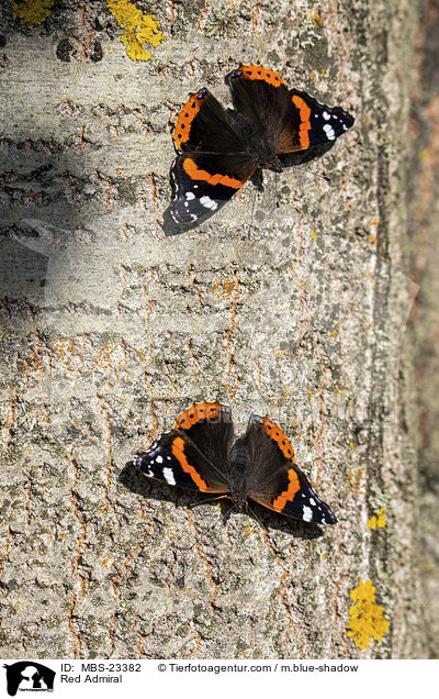 Admiral / Red Admiral / MBS-23382