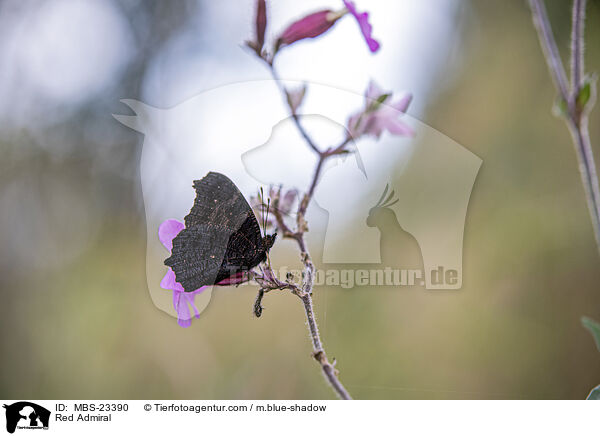 Admiral / Red Admiral / MBS-23390