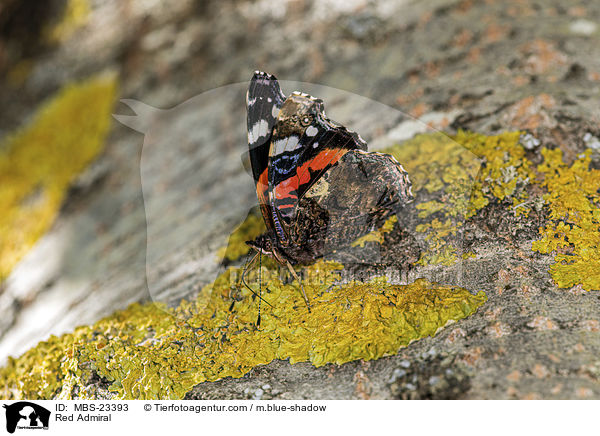Admiral / Red Admiral / MBS-23393