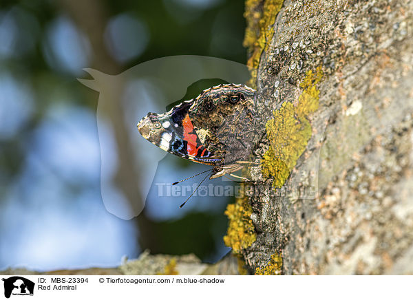 Red Admiral / MBS-23394