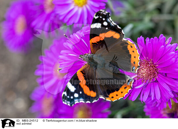 red admiral / MBS-24512