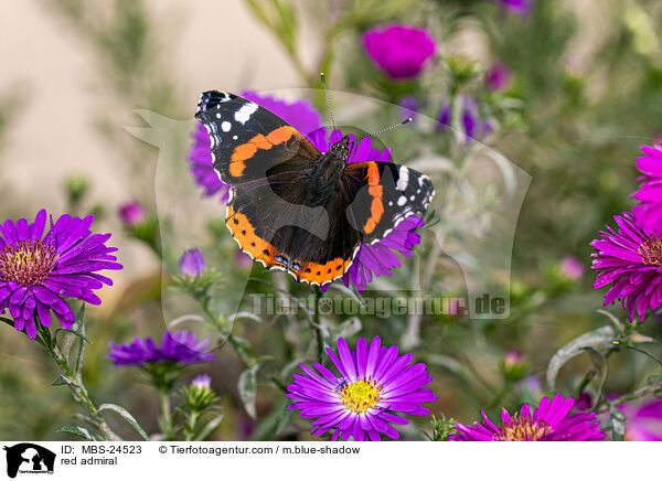 Admiral / red admiral / MBS-24523