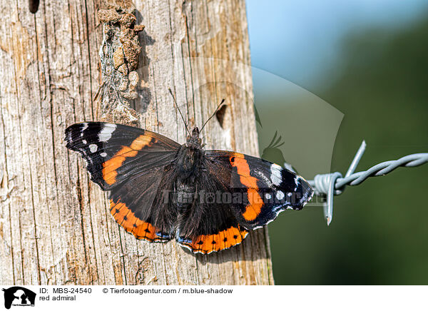 red admiral / MBS-24540