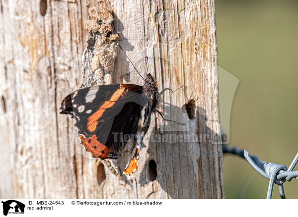 Admiral / red admiral / MBS-24543