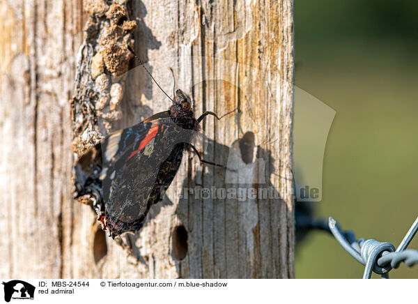 Admiral / red admiral / MBS-24544