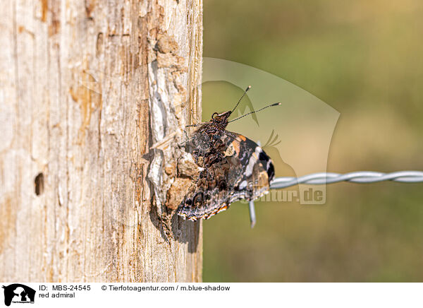 Admiral / red admiral / MBS-24545