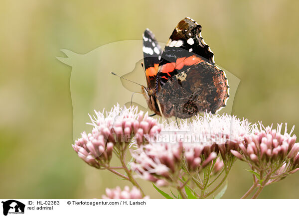 Admiral / red admiral / HL-02383