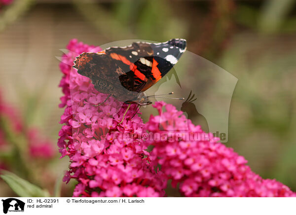 red admiral / HL-02391